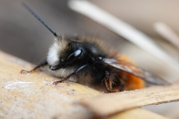 Detailed closeup on a male European orachard mason bee, Osmia cornuta sunbathing in the garden
