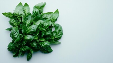 Obraz premium Fresh basil leaves on white background, culinary use