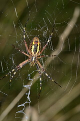 Wespenspinne,  Argiope bruennichi