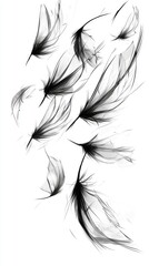 Obraz premium Black feathers float in white space. Soft falling. Background is minimal. Use for design or decoration