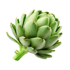 Obraz premium Fresh artichoke with vibrant green leaves