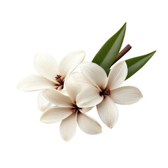 Fototapeta premium Elegant white magnolia flowers with green leaves