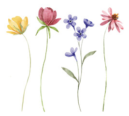 Wildflowers set, floral watercolor illustration for greeting card, invitation, poster and other printing design. Flowers Isolated on white. Hand drawing.