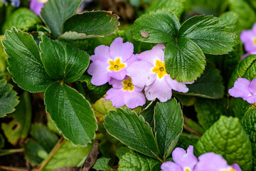 pink and white flowers