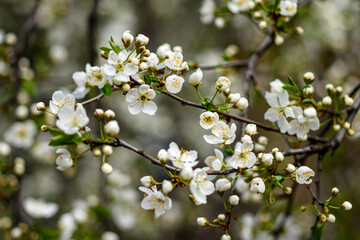 apple tree blossom