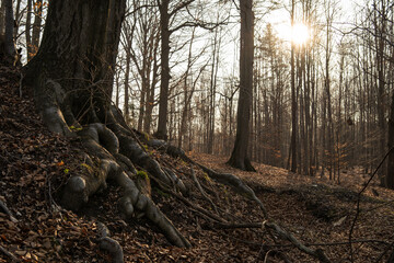 Obraz premium Stare korzenie bukowego drzewa
