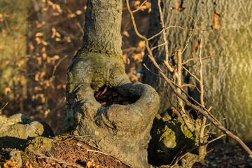 Narośl w kształcie toalety w buczynie © pinus25