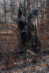 Stare wyschnięte drzewo 