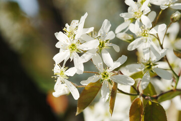 Felsenbirne, Amelanchier lamarckii, A.canadensis
