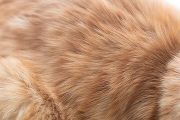 ふわふわな猫の毛並み　茶トラ猫	