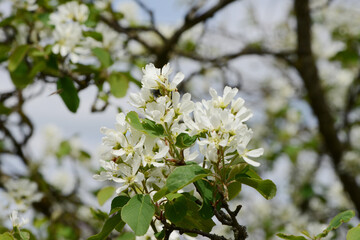 Felsenbirne, Ähren-Felsenbirne,  Amelanchier spicata, Pumilla