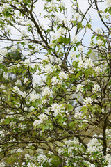 Felsenbirne, Ähren-Felsenbirne,  Amelanchier spicata, Pumilla