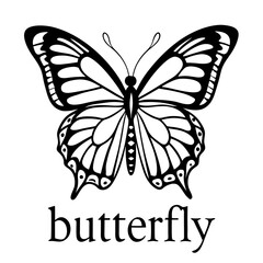 butterfly vector illustration
