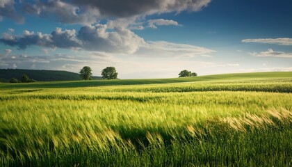 Obraz premium art rural landscape field and grass