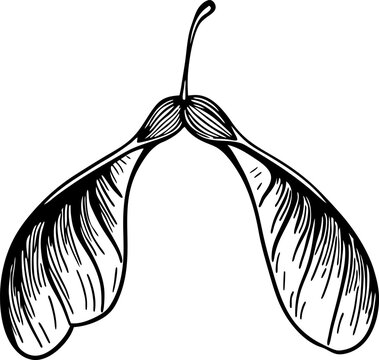 Maple seed outline detailed botanical illustration nature, growth, biodiversity, tree seeds