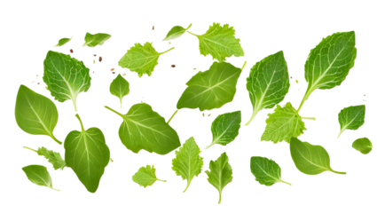 Fresh Green Leaves Collection for Natural Backgrounds and Designs