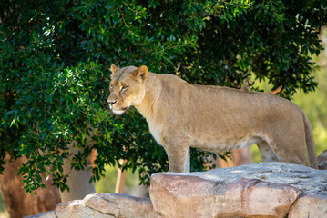 Lioness on a rock