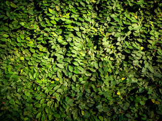 Beautiful nature background of vertical garden with tropical green leaf.