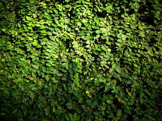 Beautiful nature background of vertical garden with tropical green leaf.
