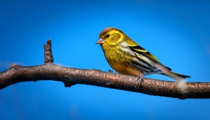 Fototapeta premium a yellow siskin sits on a branch against the background of a blue sky the branch is green and brown the sky is blue