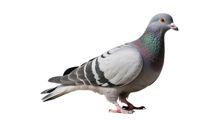 Obraz premium Majestic Pigeon with Colorful Feathers in Side Profile View