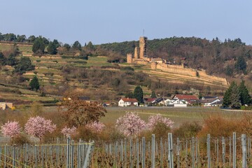Wachtenburg bei Wachenheim an der Weinstraße
und die Mandelblüten