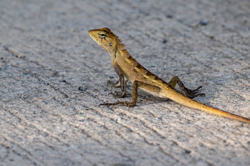 tropical gecko close-up on green leaf in natural conditions on sunny day