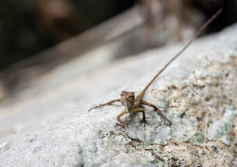 tropical gecko close-up on green leaf in natural conditions on sunny day