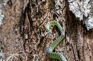 green painted snake on tree close up in natural conditions on sunny day