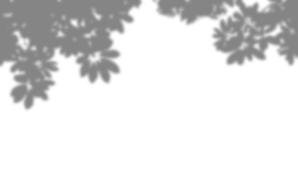Obraz premium Realistic transparent shadows of tree branches overlay effect on transparent background