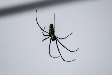 a large spider sits on a web and hunts for insects on a sunny day