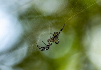 a large spider sits on a web and hunts for insects on a sunny day