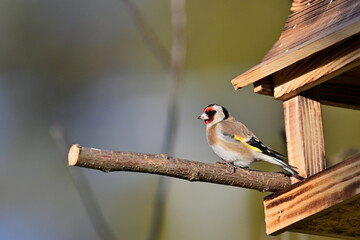 A goldfinch sits on a feeder with sunflowers in the garden in winter