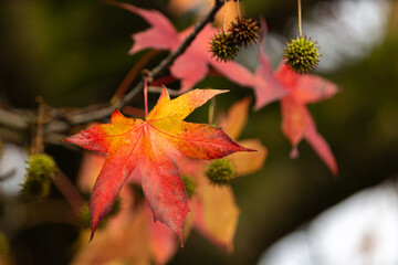 Close up of yellow and red autum maple leaves on the tree