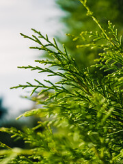 Tree foliage