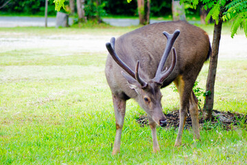 A Sambar Deer (Rusa unicolor) feeding in a lush green environment at Khao Yai National Park, Thailand.