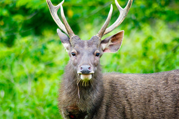 Majestic Sambar Deer, Rusa unicolor in Khao Yai National Park, Thailand.
