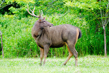 Fototapeta premium Majestic Sambar Deer, Rusa unicolor in Khao Yai National Park, Thailand. 