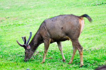 Sambar Deer Grazing at Khao Yai National Park, Thailand