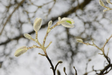 Magnolie, Magnoloia loebneri