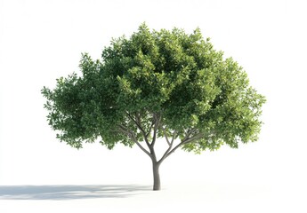 Obraz premium Lush green tree against white background