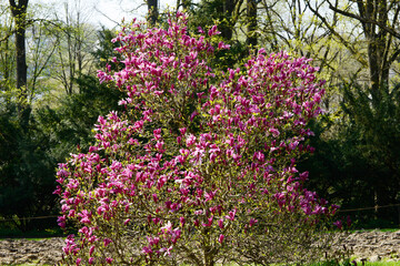 Garten-Magnolie, Magnolia, Susan