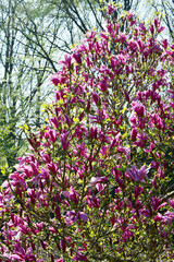 Obraz premium Garten-Magnolie, Magnolia, Susan