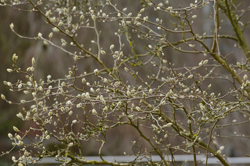 Magnolie, Loebners,  Magnolia X Loebneria,  Leonard Messel