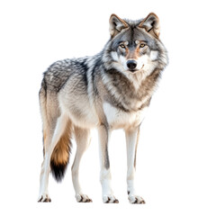 Majestic Gray Wolf: Nature's Elegant Hunter on white background