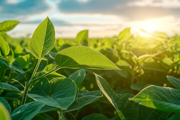 Obraz premium Sunlight filters through vibrant leaves of a soybean field, depicting nature's abundance during the peak of summer's growth season