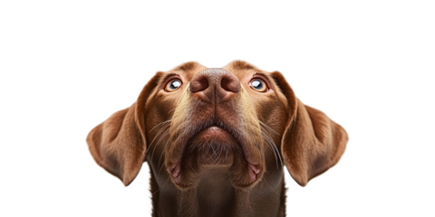 portrait of brown Labrador Retriever dog looking up, again solid light grey background with copy space