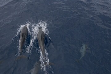 Naklejka premium Family of dolphins in the sea