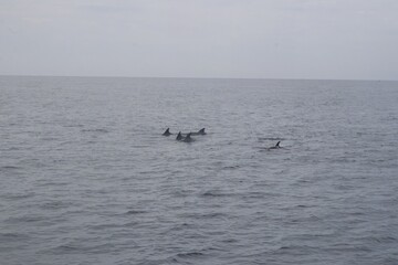 Obraz premium Family of dolphins in the sea