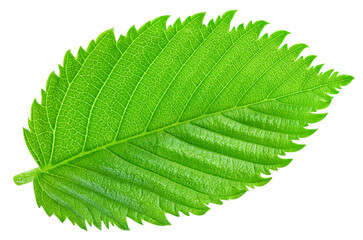 Hazelnut nut leaves isolated on white